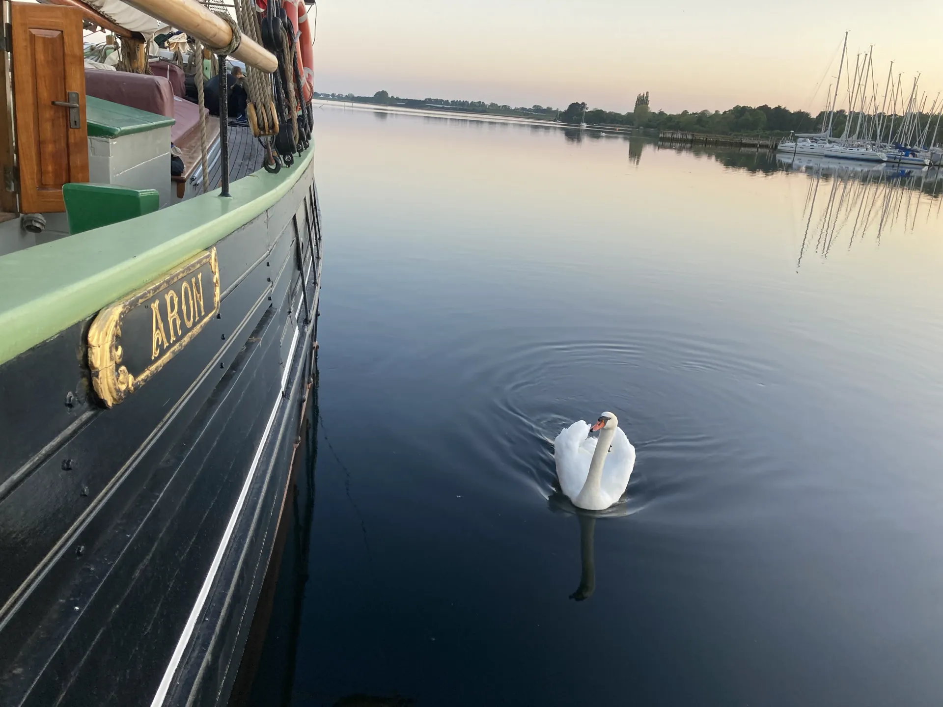 A swan beside Aron's name board one quiet morning in harbour